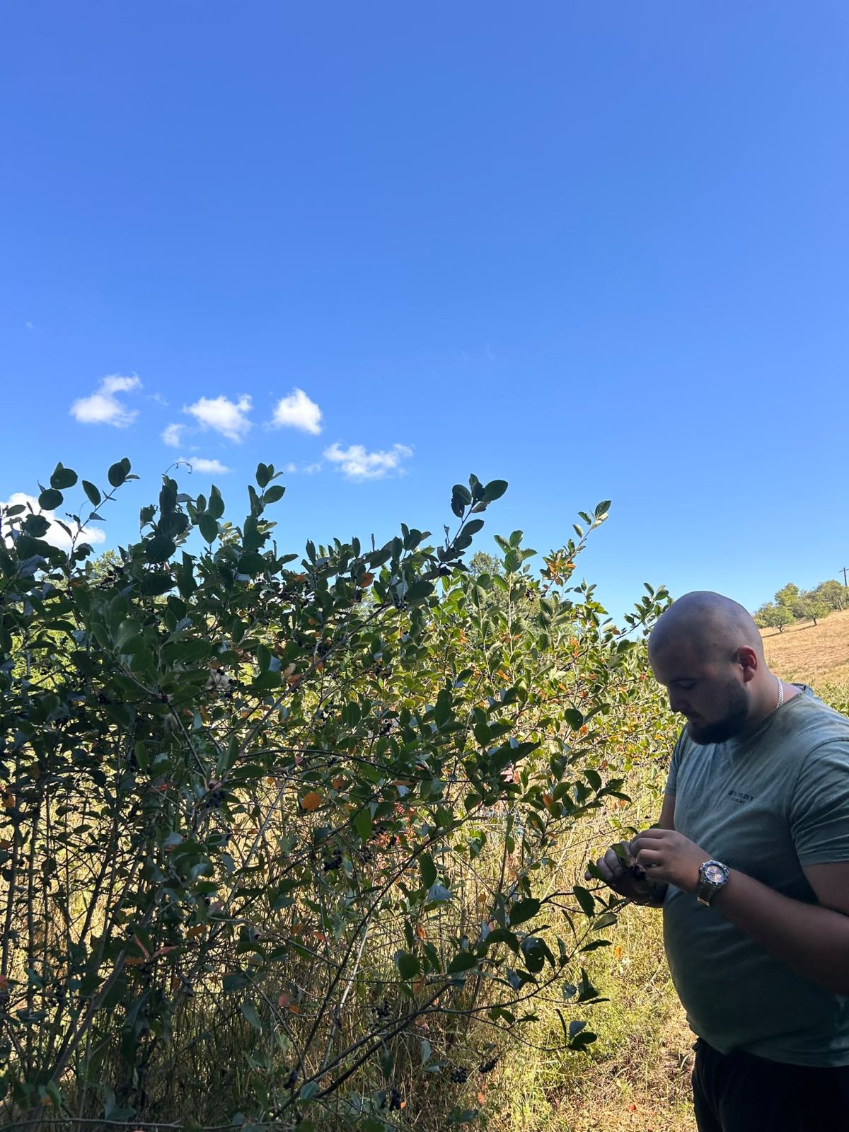 Cules manual de aronia