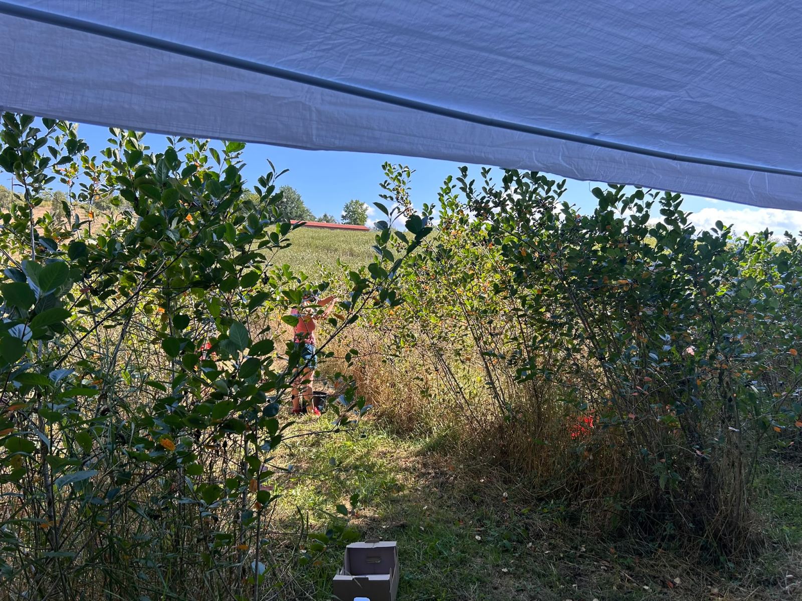 Cules de aronia sub soarele de august